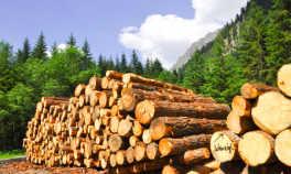 Forstwirtschaftliche Immobilie